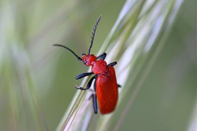 <i>Pyrochroa serraticornis</i>