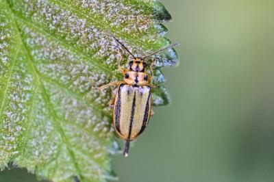 <i>Xanthogaleruca luteola</i>