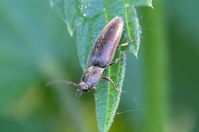 <i>Athous haemorrhoidalis</i>