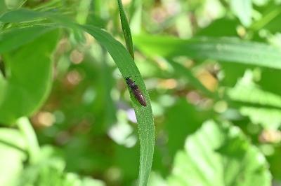 <i>Athous haemorrhoidalis</i>