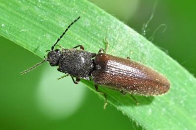 <i>Athous haemorrhoidalis</i>