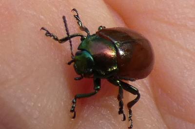 <i>Chrysolina polita</i>