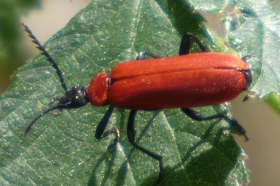<i>Pyrochroa coccinea</i>