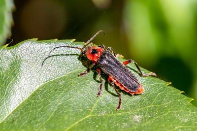 <i>Cantharis rustica</i>