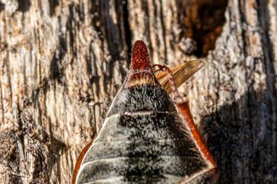 <i>Melolontha melolontha</i>