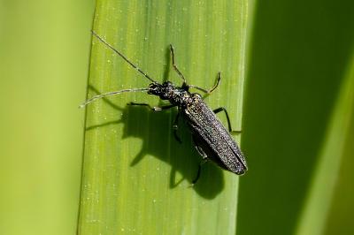<i>Oedemera</i>
