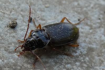 <i>Nebria brevicollis</i>