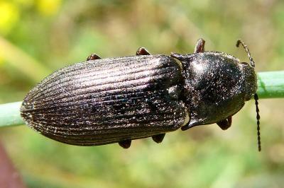 <i>Selatosomus latus</i>