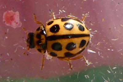 <i>Tytthaspis sedecimpunctata</i>