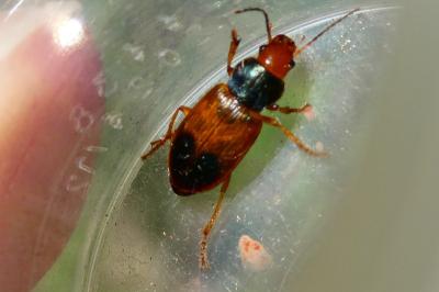 <i>Diachromus germanus</i>