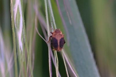 <i>Lignyodes enucleator</i>