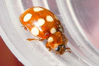 <i>Calvia quatuordecimguttata</i>