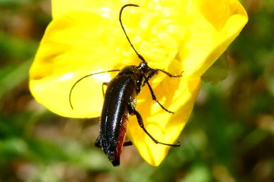 <i>Rutpela nigra</i>