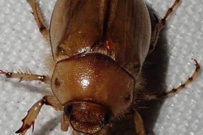 <i>Rhizotrogus aestivus</i>