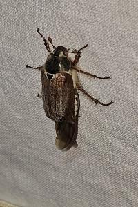 <i>Melolontha melolontha</i>