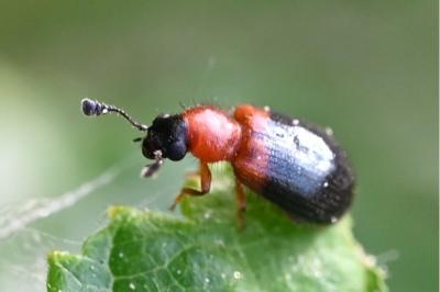 <i>Necrobia ruficollis</i>