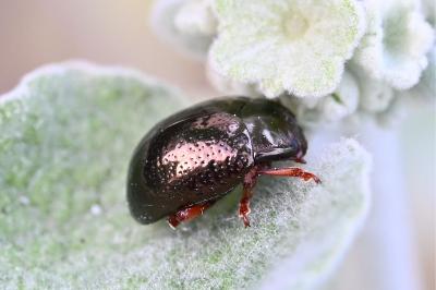 <i>Chrysolina bankii</i>