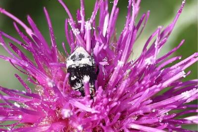 <i>Valgus hemipterus</i>