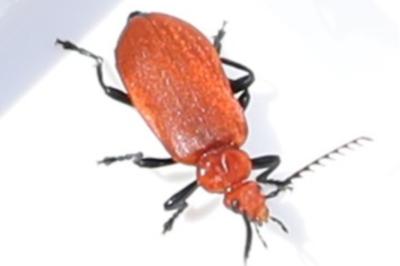 <i>Pyrochroa serraticornis</i>