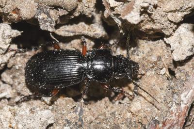 <i>Pterostichus madidus</i>