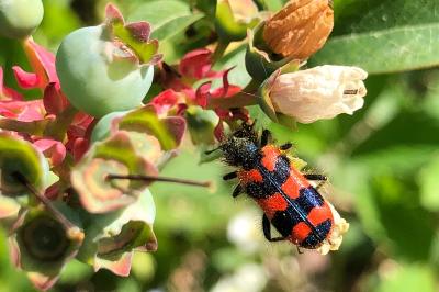 <i>Trichodes alvearius</i>