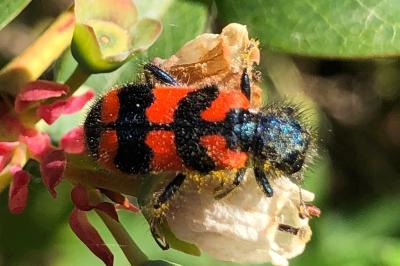 <i>Trichodes alvearius</i>