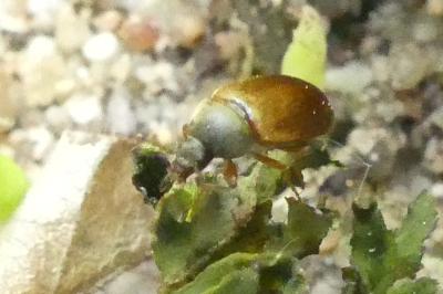 <i>Isomira murina</i>