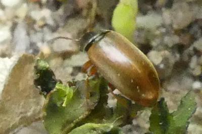 <i>Isomira murina</i>