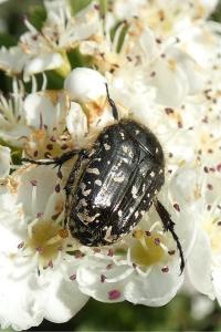 <i>Oxythyrea funesta</i>