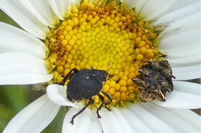 <i>Mononychus punctumalbum</i>