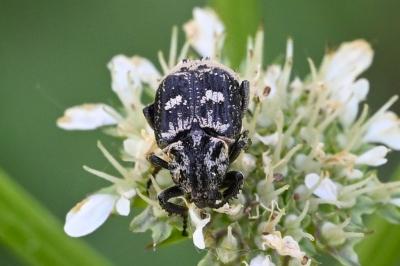 <i>Valgus hemipterus</i>