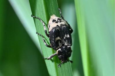 <i>Valgus hemipterus</i>