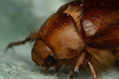 <i>Rhizotrogus aestivus</i>