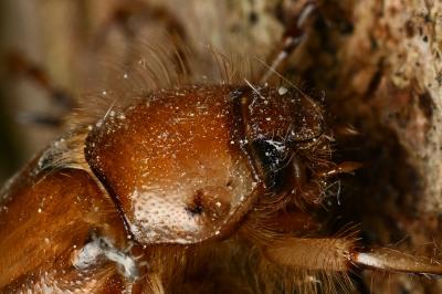 <i>Rhizotrogus marginipes</i>