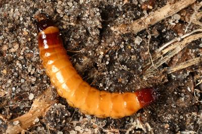 <i>Agrypnus murinus</i>