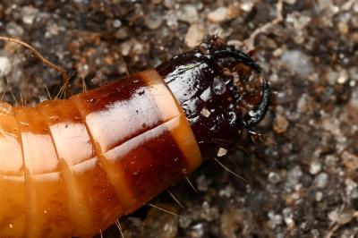 <i>Agrypnus murinus</i>