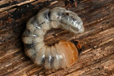 <i>Rhagium inquisitor</i>