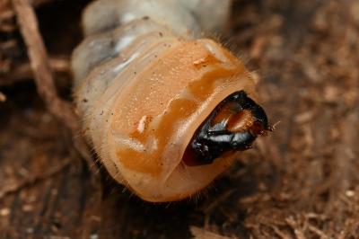 <i>Rhagium inquisitor</i>