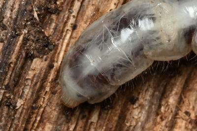 <i>Rhagium inquisitor</i>