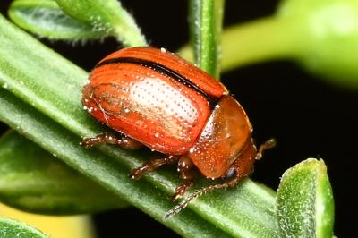 <i>Gonioctena olivacea</i>