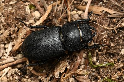 <i>Dorcus parallelipipedus</i>