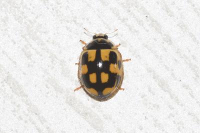 <i>Propylea quatuordecimpunctata</i>