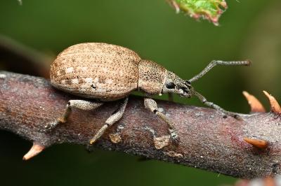 <i>Peritelus sphaeroides</i>