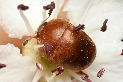 <i>Cychramus luteus</i>