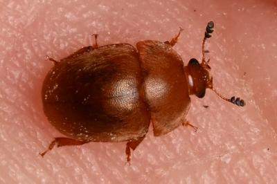 <i>Cychramus luteus</i>