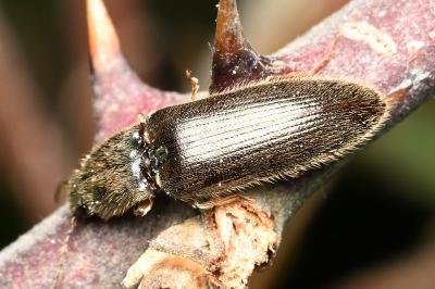 <i>Athous haemorrhoidalis</i>