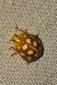 <i>Halyzia sedecimguttata</i>