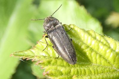 <i>Cidnopus pilosus</i>