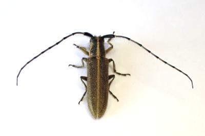 <i>Agapanthia cardui</i>