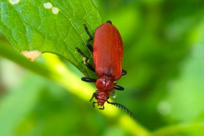 <i>Pyrochroa serraticornis</i>
